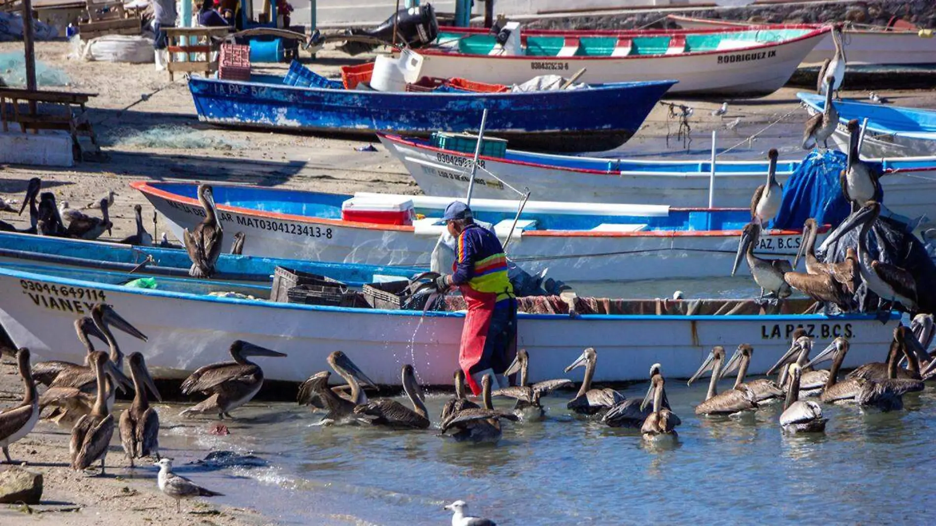 Pescadores panga la paz 1